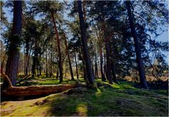 Frühling in der Heide