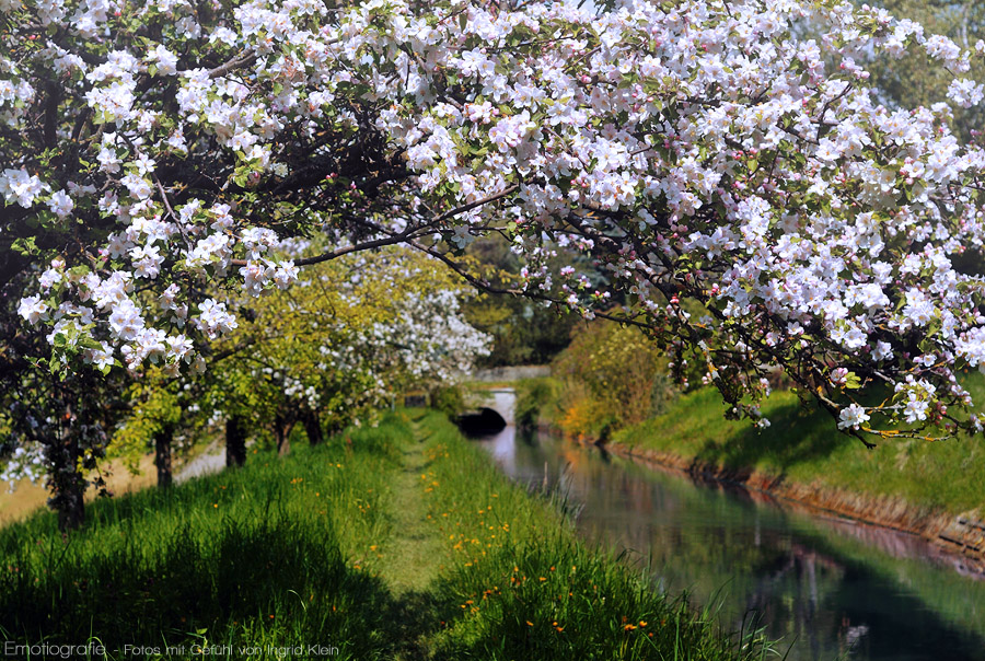 Frühling in der Heimat