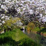 Frühling in der Heimat