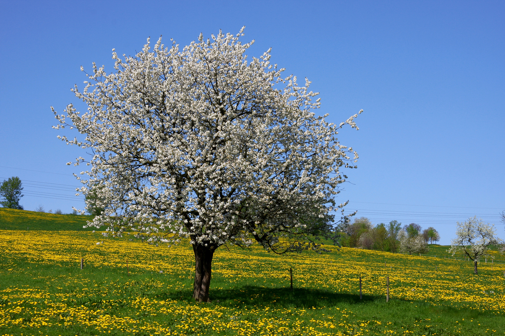 Frühling in der Heimat