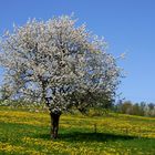 Frühling in der Heimat