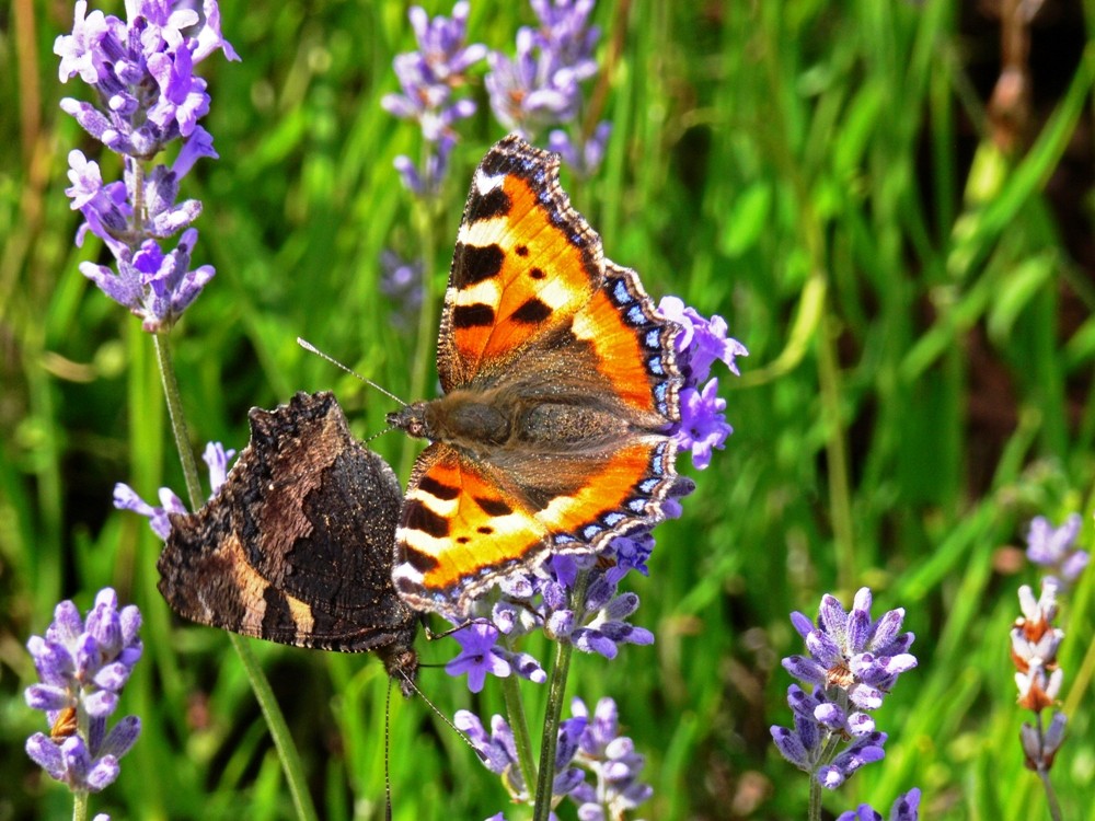 Frühling in der heimischen Tierwelt von Foto-Dieter 