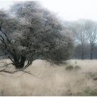 frühling in der hoge veluve