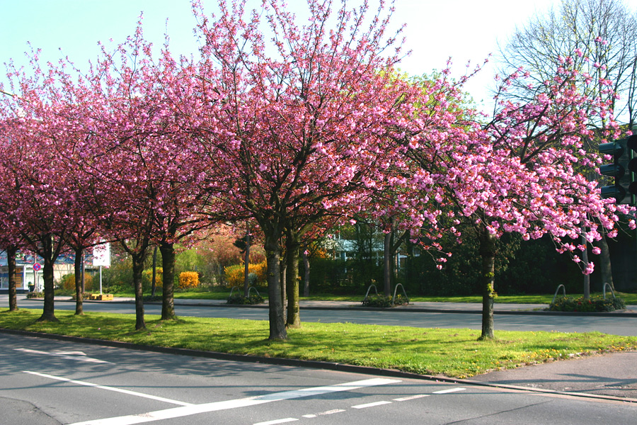 Frühling in der Innenstadt...