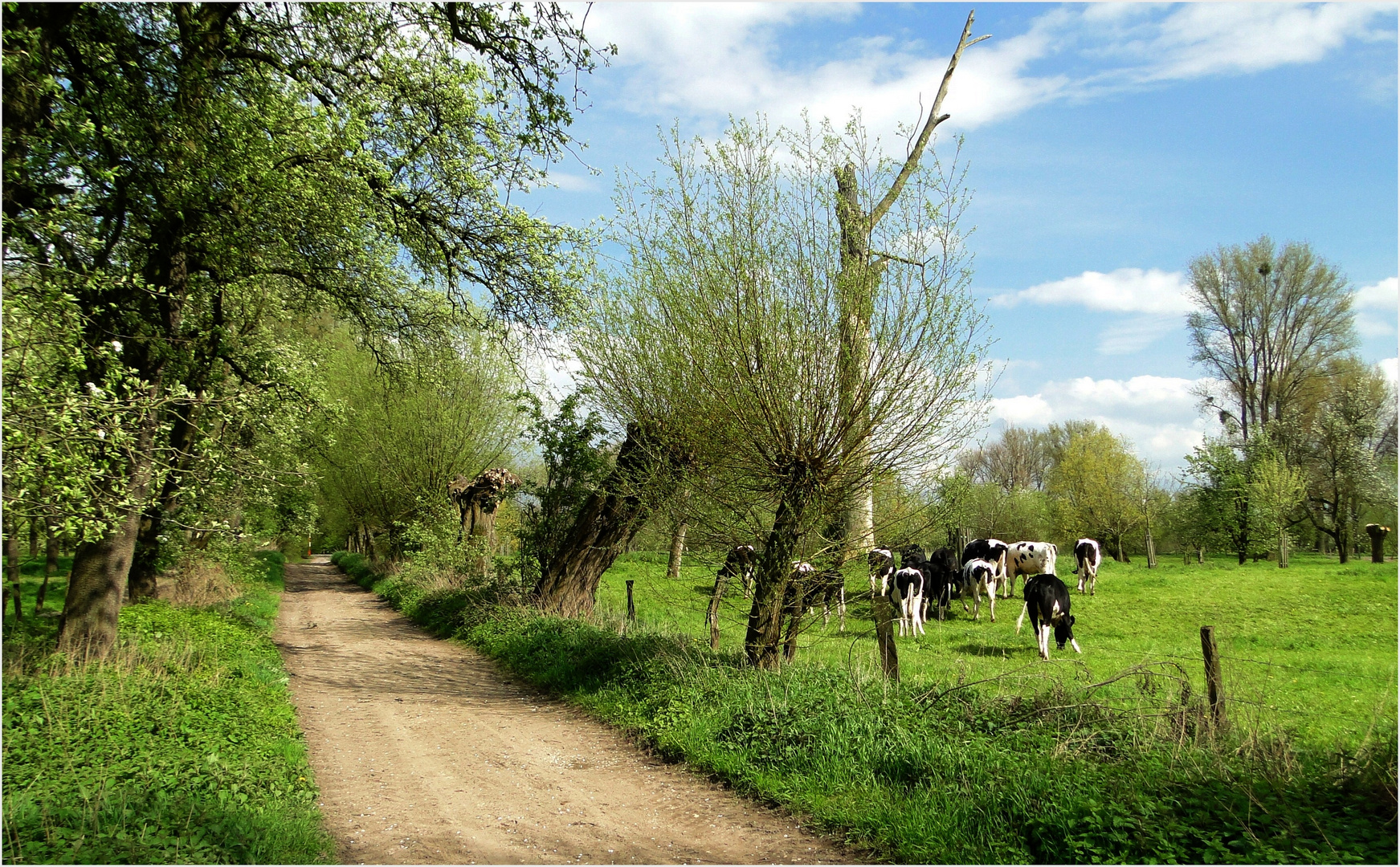 Frühling in der "Kämpe" ...