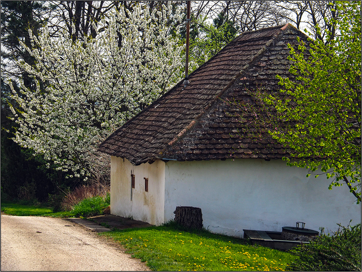 Frühling in der Kellergasse