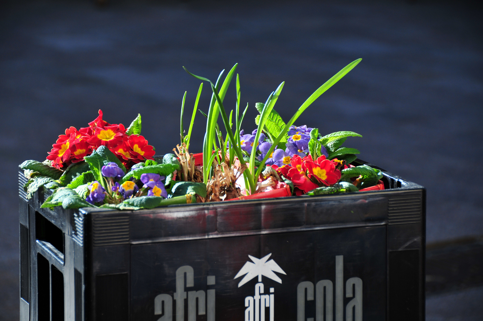 Frühling in der Kiste