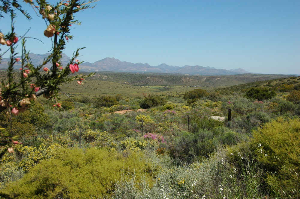 Frühling in der Kleinen Karoo / Südafrika