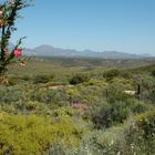 Frühling in der Kleinen Karoo / Südafrika