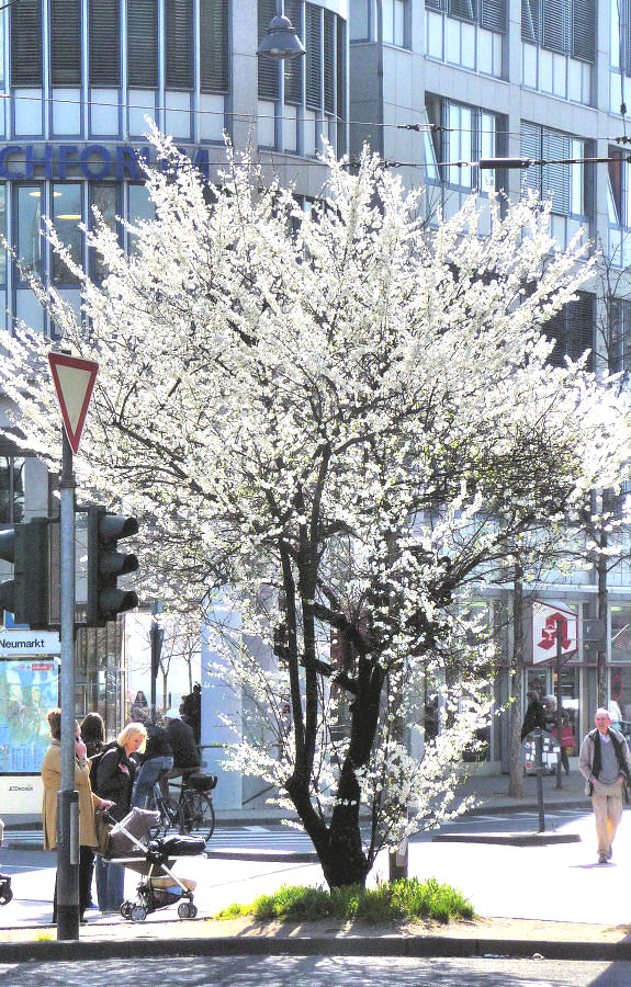Frühling in der Kölner City