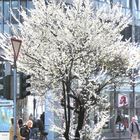 Frühling in der Kölner City