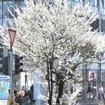 Frühling in der Kölner City