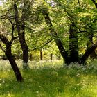 Frühling in der Kölner Flora