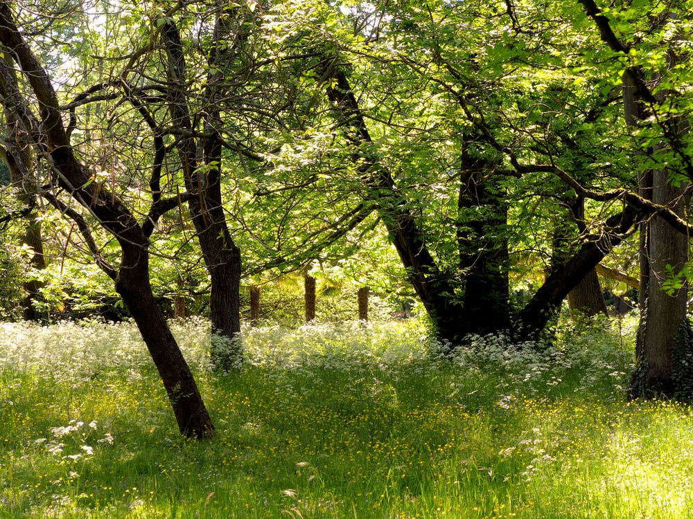 Frühling in der Kölner Flora