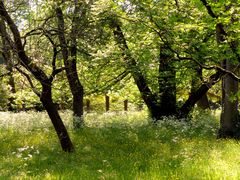 Frühling in der Kölner Flora