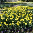 Frühling in der Kölner Flora