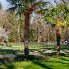 Frühling in der Kölner Flora