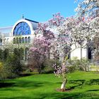 Frühling in der Kölner Flora