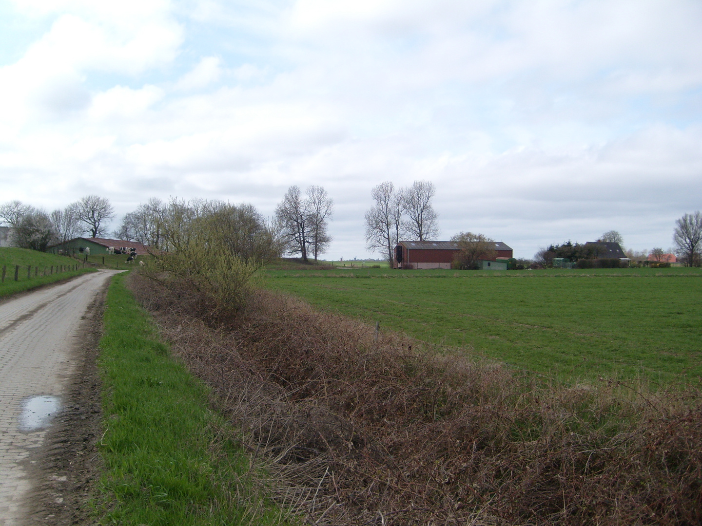 Frühling in der Krummhörn