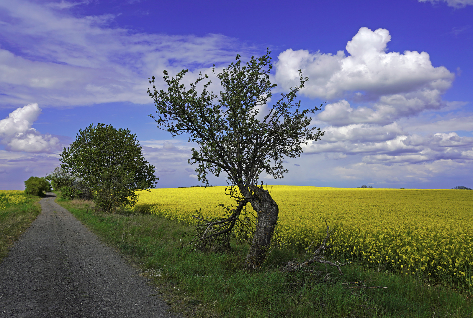 Frühling in der Lausitz