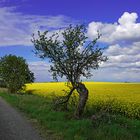 Frühling in der Lausitz