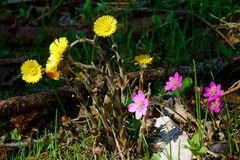 Frühling in der Leutasch