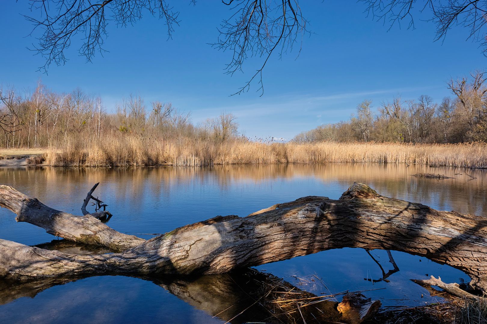 Frühling in der Lobau