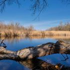 Frühling in der Lobau