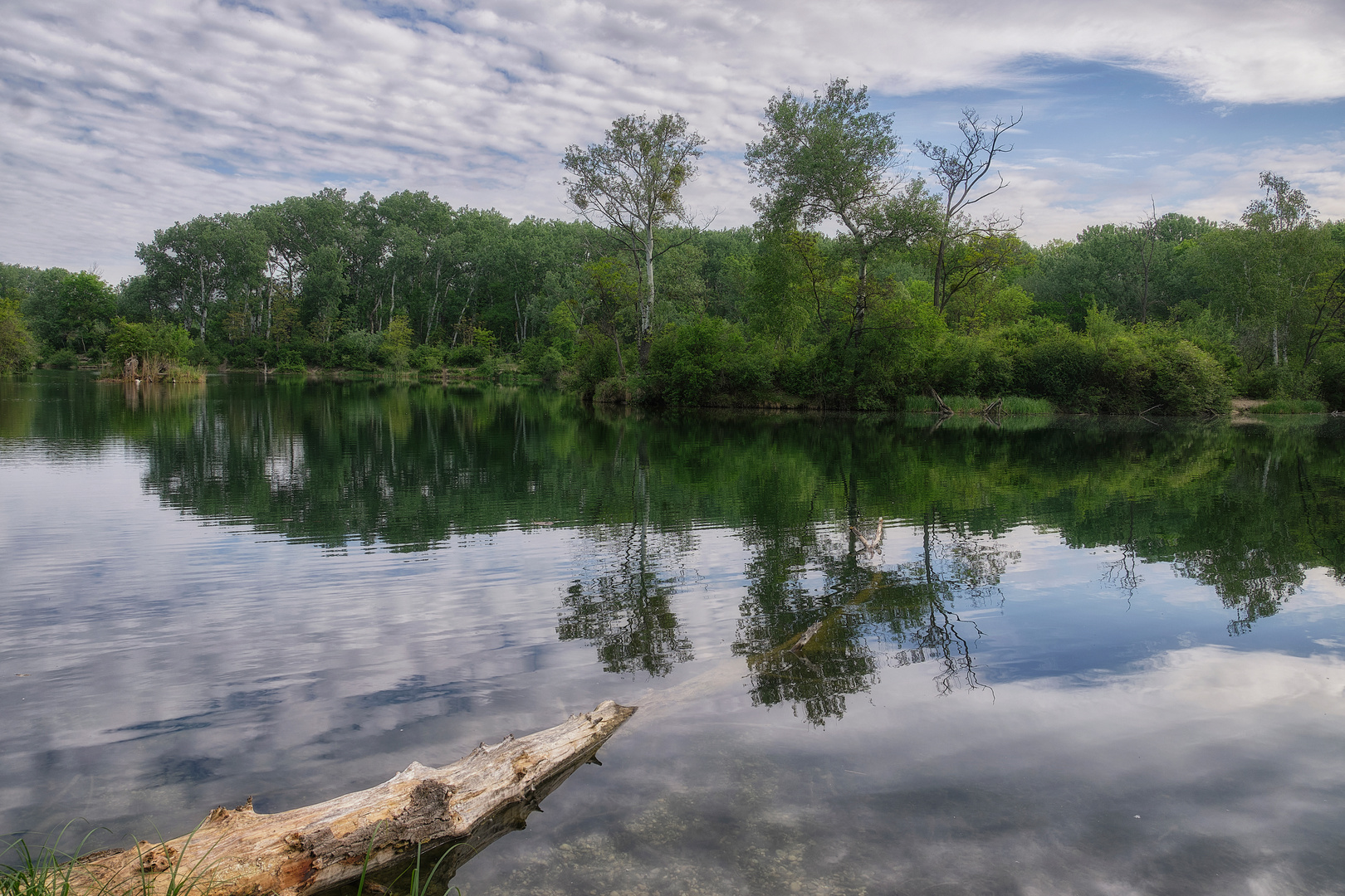 Frühling in der Lobau