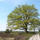 Frühling in der Lüneburger Heide