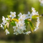 Frühling in der Luft