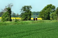 Frühling in der Marsch