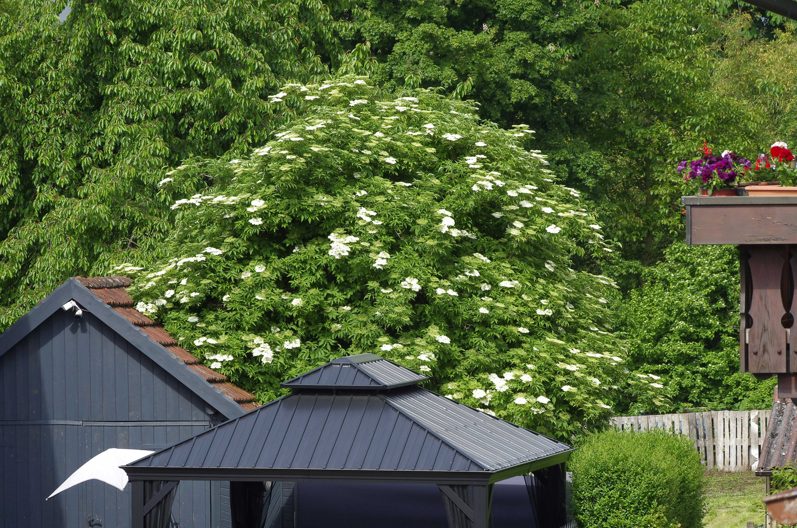 ...Frühling in der Nachbarschaft