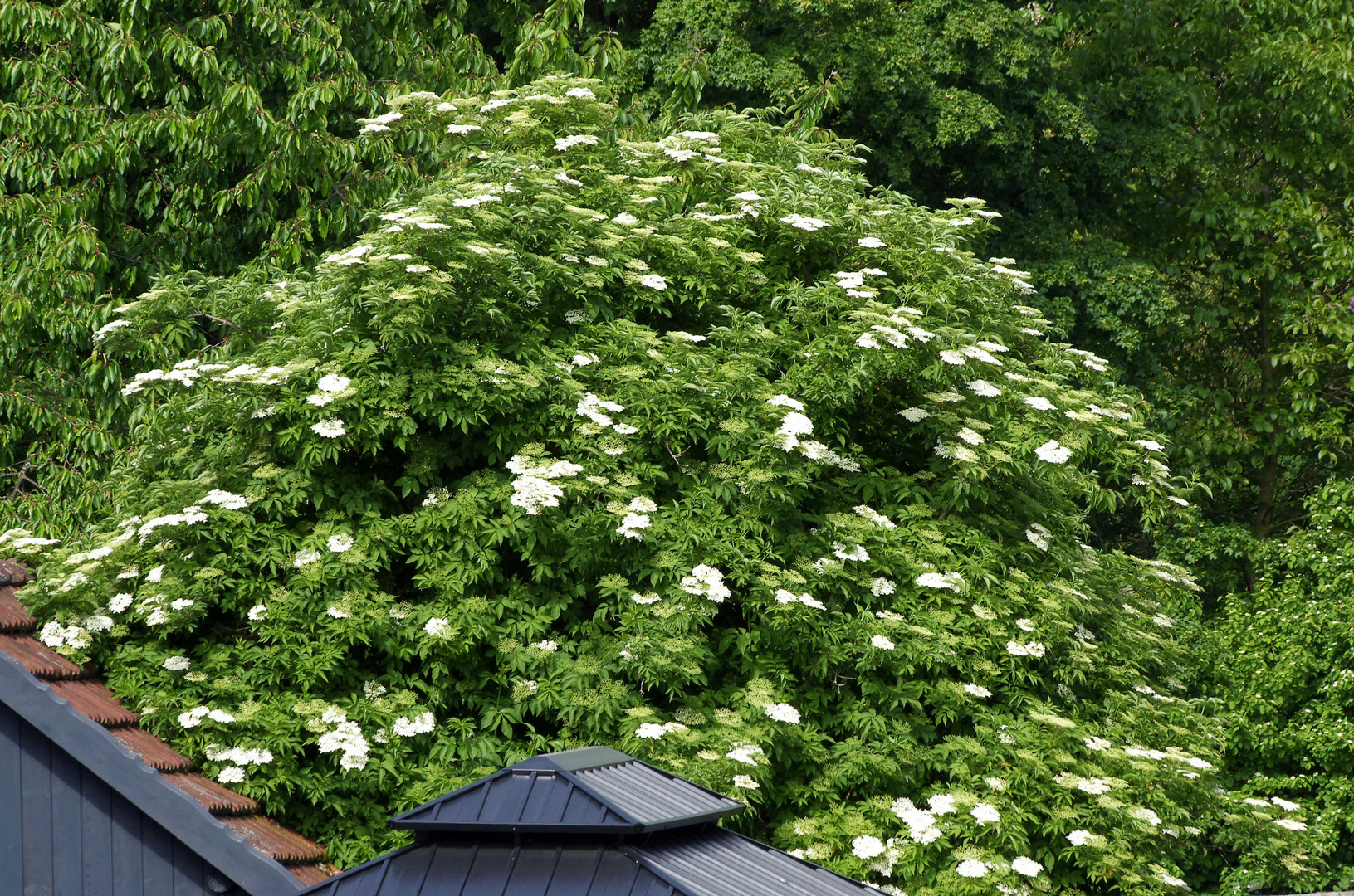 ...Frühling in der Nachbarschaft