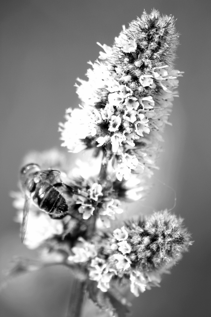 Frühling in der Natur