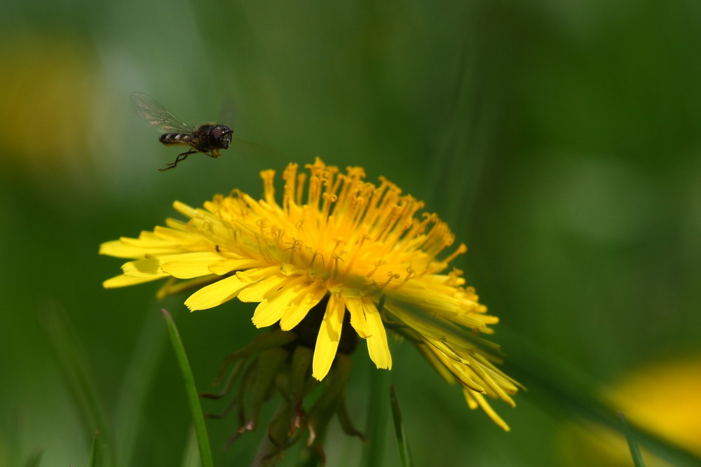 Frühling in der Natur