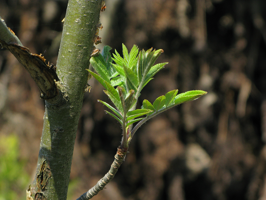 Frühling in der Natur