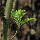 Frühling in der Natur