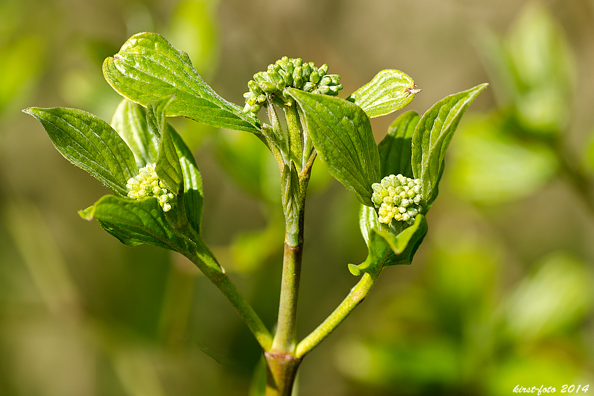 Frühling in der Natur