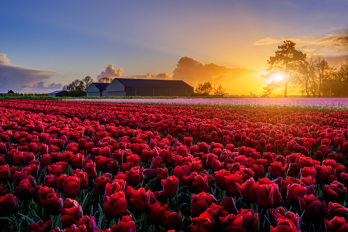 Frühling in der niederländischen Landschaft.