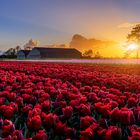 Frühling in der niederländischen Landschaft.