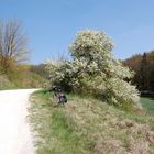 Frühling in der Oberpfalz