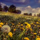 Frühling in der Oberpfalz