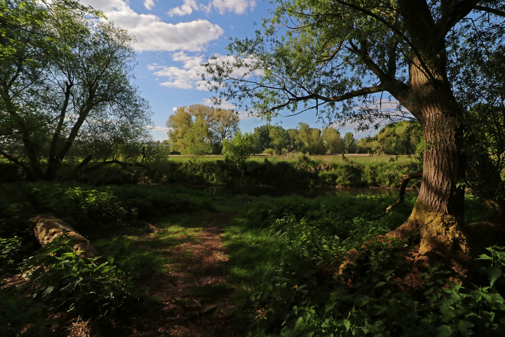 Frühling in der Okeraue