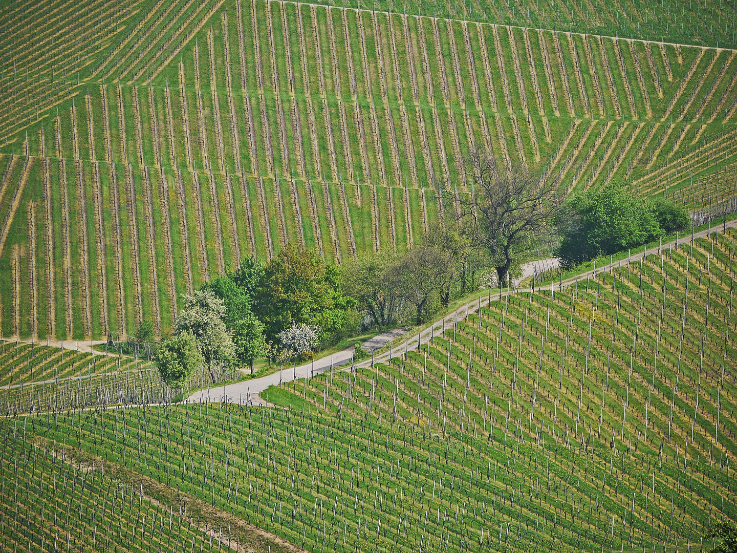 Frühling in der Ortenau