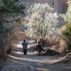 Frühling in der Palmerie