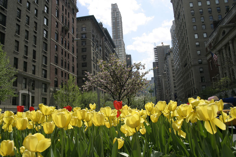 Frühling in der Park Avenue New York City