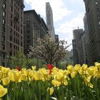 Frühling in der Park Avenue New York City