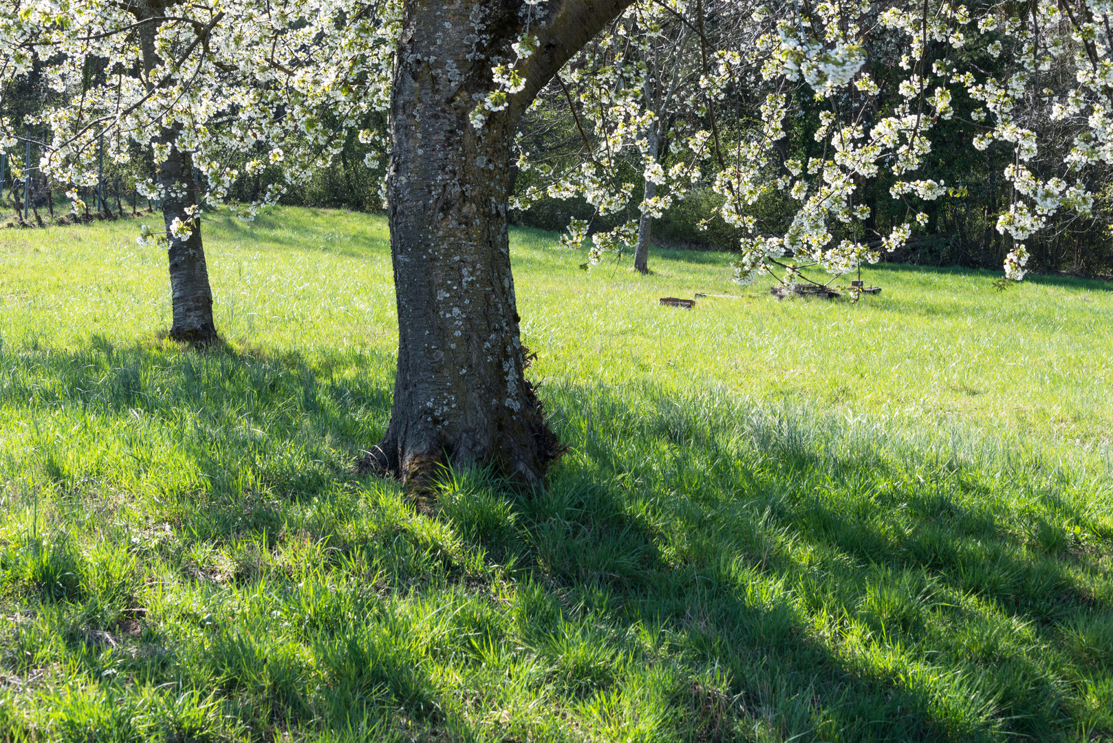 Frühling in der Pfalz - 1