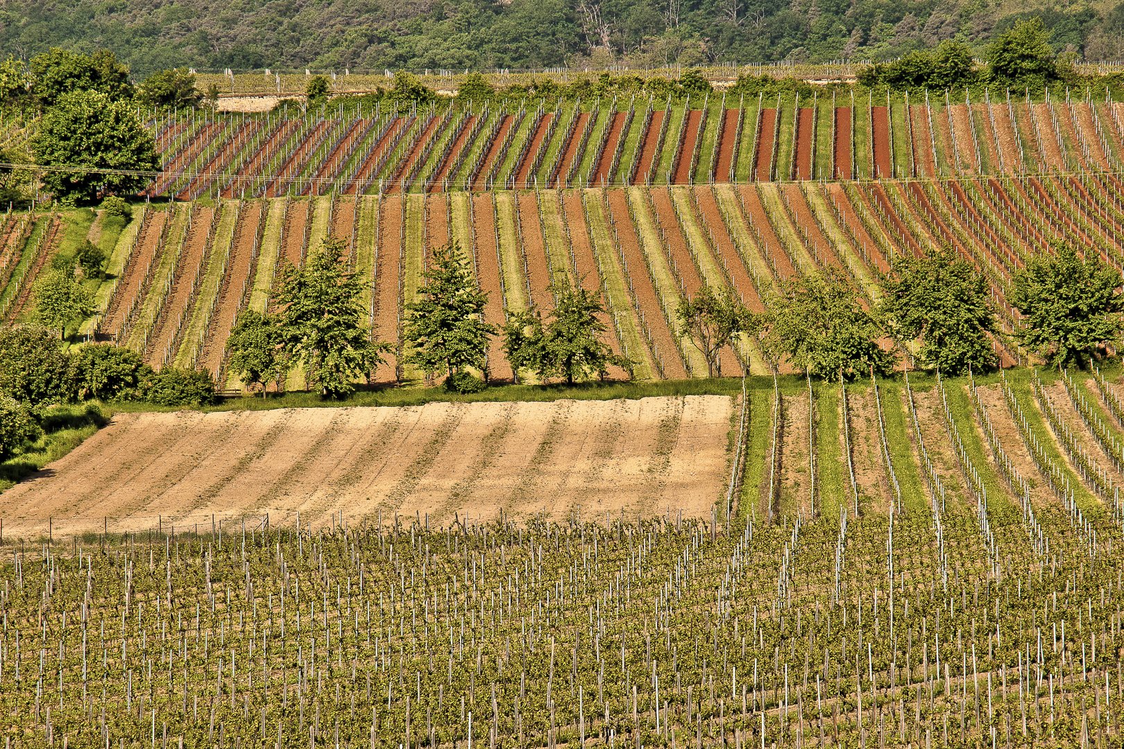 Frühling in der Pfalz - 1